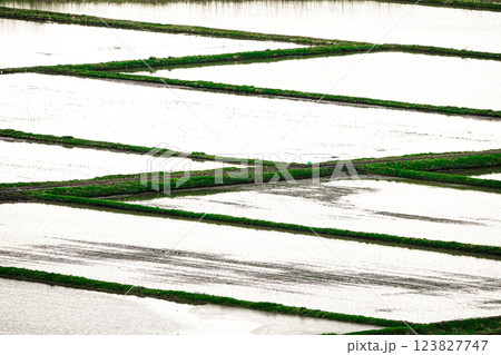 北海道、東川、東川町、田園、春、風景、田んぼ、田、田園風景、日本、田舎、農業、キトウシ森林公園、穏や 123827747