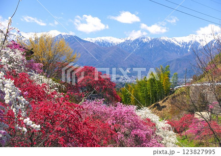 駒ケ根市・中沢の花桃と中央アルプスの春景色 駒ケ根市・中沢の花桃と中央アルプスの春景色 123827995