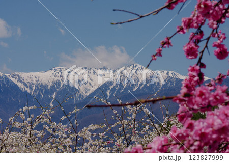 駒ケ根市・中央アルプスを背景に咲く花桃 123827999