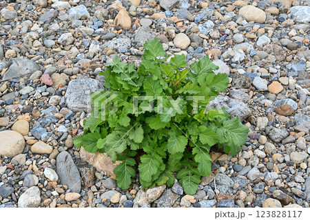 草が生えない玉石底の河原にぽつんと生えている一株の西洋芥子菜 草が生えない玉石底の河原にぽつんと生えている一株の西洋芥子菜 123828117