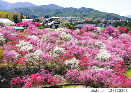 長野県駒ケ根市-中沢の花桃の里 長野県駒ケ根市-中沢の花桃の里 123828208