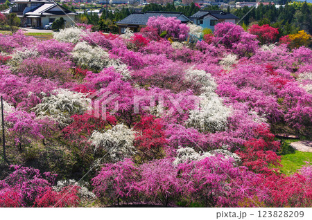長野県駒ケ根市-中沢の花桃の里 長野県駒ケ根市-中沢の花桃の里 123828209