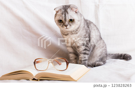 Stack of books, glasses and Scottish cat Stack of books, glasses and Scottish cat 123828263