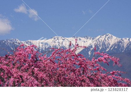 中央アルプスを背景に咲く花桃:駒ヶ根市中沢の花桃 中央アルプスを背景に咲く花桃:駒ヶ根市中沢の花桃 123828317