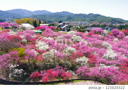 長野県駒ケ根市-中沢の花桃の里 123828322