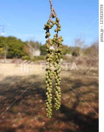 沼杉（ヌマスギ） 別名：落雨松（ラクウショウ）の雄花：開花前の状態 123828359