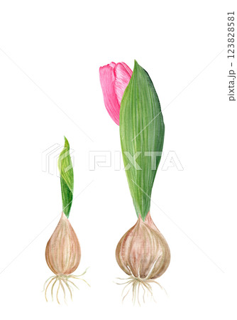 Flower bulbs with a sprout leaf watercolor illustration set isolated on white. Hand painted flower. High quality clip art perfect for mother's, women's day cards, posters, seed packages, decor design 123828581
