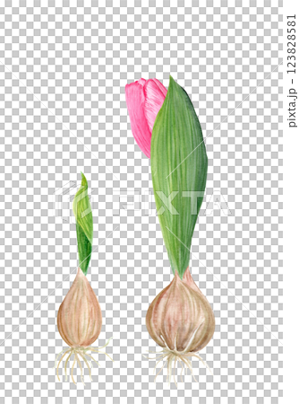 Flower bulbs with a sprout leaf watercolor illustration set isolated on white. Hand painted flower. High quality clip art perfect for mother's, women's day cards, posters, seed packages, decor design 123828581