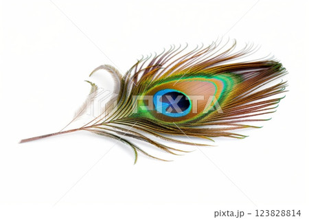 Detailed photo of a singular peacock feather, with its iridescent colors and intricate patterns, isolated on a white background 123828814
