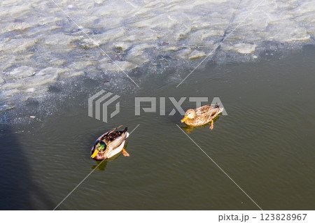 Ducks on frozen lake. Animals Ducks on frozen lake. Animals 123828967