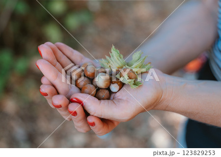 Female hands holding hazelnuts 123829253