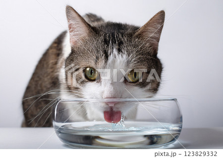 水飲み器から水を飲む猫の正面アップ 水飲み器から水を飲む猫の正面アップ 123829332