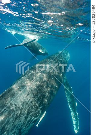 ザトウクジラ ザトウクジラ 123829494