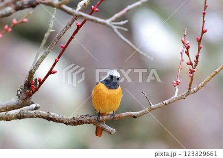 ジョウビタキ 123829661