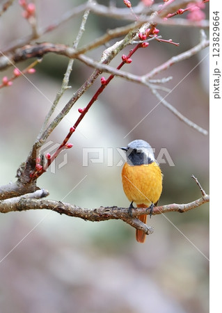 ジョウビタキ 123829664