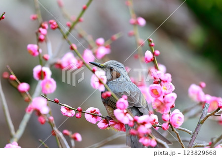 ヒヨドリ ヒヨドリ 123829668