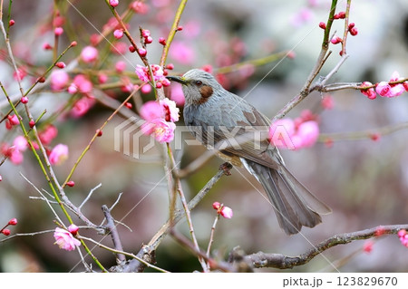 ヒヨドリ 123829670