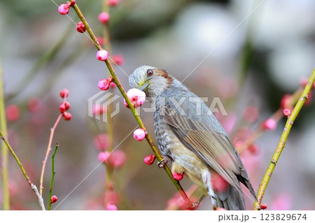 ヒヨドリ 123829674