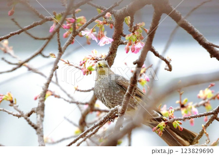 ヒヨドリ 123829690