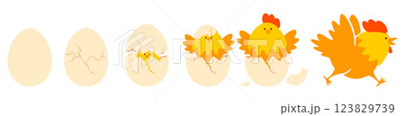 Chicken Hatching Stages 123829739