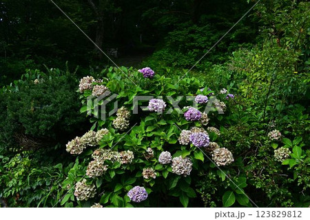 梅雨の晴れ間に咲く紫陽花 123829812