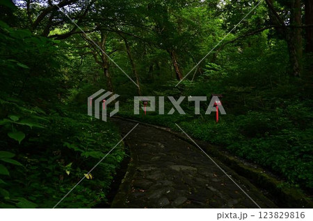 新緑の大神山神社 新緑の大神山神社 123829816