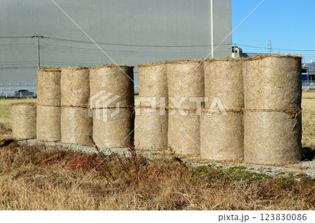 畜産用にロールにされて田圃に並ぶ稲藁ロール、 畜産用にロールにされて田圃に並ぶ稲藁ロール、 123830086