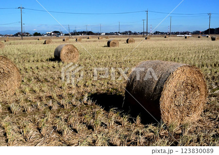 畜産用にロールにされて田圃に並ぶ稲藁ロール、 123830089