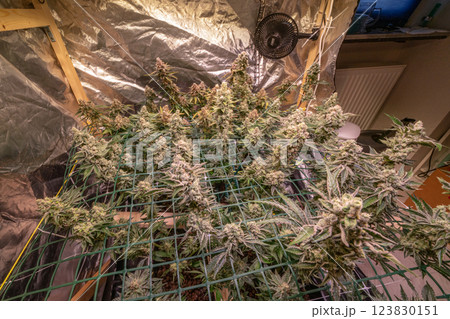 female blossom marijuana SoG Sea of Green net hemp cultivation technique Growing pot indoor bloom stage growth Medical 123830151