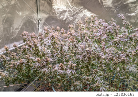 female blossom marijuana SoG Sea of Green net hemp cultivation technique Growing pot indoor bloom stage growth Medical 123830165