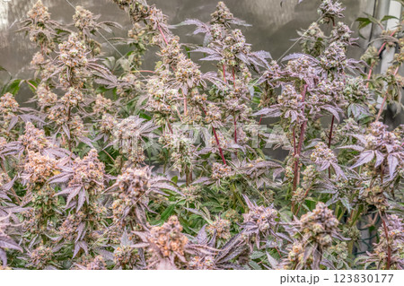 female blossom marijuana SoG Sea of Green net hemp cultivation technique Growing pot indoor bloom stage growth Medical female blossom marijuana SoG Sea of Green net hemp cultivation technique Growing pot indoor bloom stage growth Medical 123830177