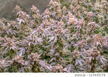 female blossom marijuana SoG Sea of Green net hemp cultivation technique Growing pot indoor bloom stage growth Medical female blossom marijuana SoG Sea of Green net hemp cultivation technique Growing pot indoor bloom stage growth Medical 123830178
