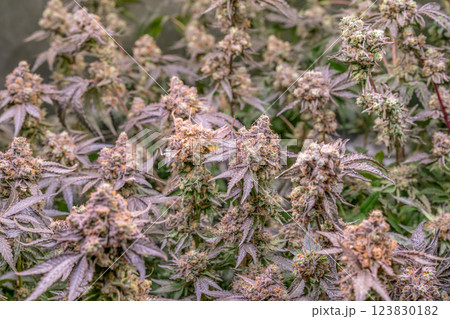 female blossom marijuana SoG Sea of Green net hemp cultivation technique Growing pot indoor bloom stage growth Medical female blossom marijuana SoG Sea of Green net hemp cultivation technique Growing pot indoor bloom stage growth Medical 123830182