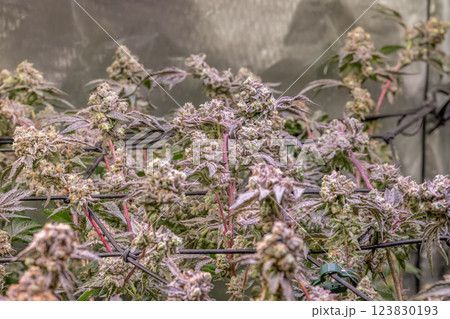 female blossom marijuana SoG Sea of Green net hemp cultivation technique Growing pot indoor bloom stage growth Medical 123830193