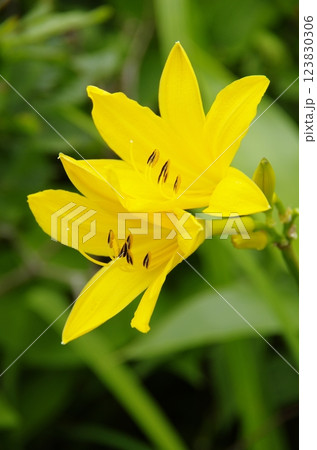 ノゾリキスゲ 123830306