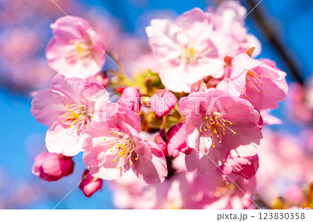【河津桜】旧中川に咲く見頃の早咲きの桜 123830358
