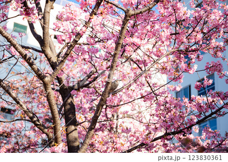 【河津桜】旧中川に咲く早咲きの桜に止まるヒヨドリ 123830361
