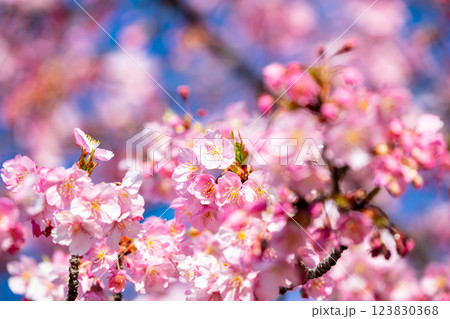 【河津桜】旧中川に咲く見頃の早咲きの桜 【河津桜】旧中川に咲く見頃の早咲きの桜 123830368