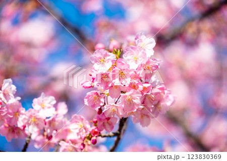 【河津桜】旧中川に咲く見頃の早咲きの桜 【河津桜】旧中川に咲く見頃の早咲きの桜 123830369
