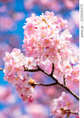 【河津桜】旧中川に咲く見頃の早咲きの桜 【河津桜】旧中川に咲く見頃の早咲きの桜 123830375