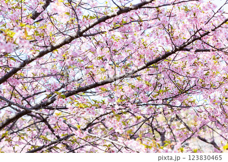 【河津桜】桜並木で吸蜜をするメジロ 123830465