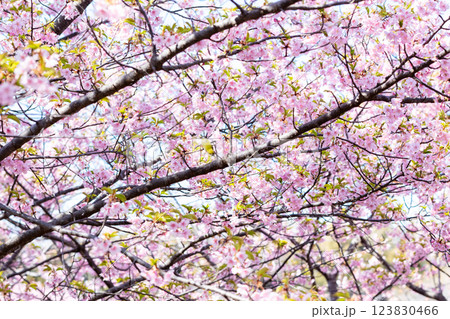 【河津桜】桜並木で吸蜜をするメジロ 123830466