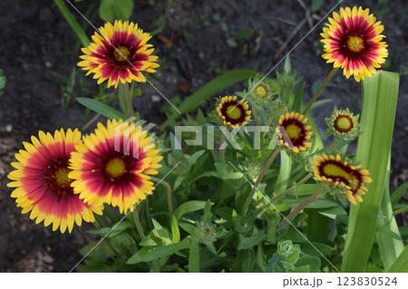 Blanket Flowers' Radiant Display 123830524