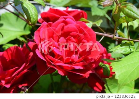 Vibrant red roses surrounded by lush green leaves, suggesting a healthy garden or natural setting. Rich Red Roses in Lush Greenery Vibrant red roses surrounded by lush green leaves, suggesting a healthy garden or natural setting. Rich Red Roses in Lush Greenery 123830525