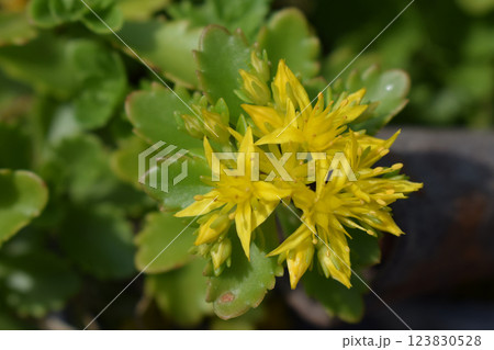 A cluster of yellow flowers of purifica surrounded by green leaves. Sedum kamtschaticum. A cluster of yellow flowers of purifica surrounded by green leaves. Sedum kamtschaticum. 123830528