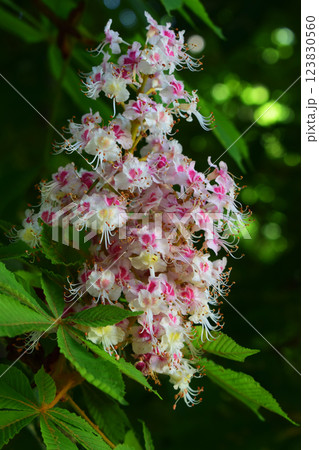 A clusters of white flowers from a horse chestnut tree with pink spots and prominent stamens. A clusters of white flowers from a horse chestnut tree with pink spots and prominent stamens. 123830560