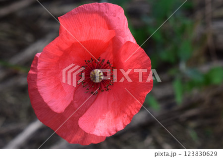 A bright red poppy in the foreground, with large, delicate petals. 123830629