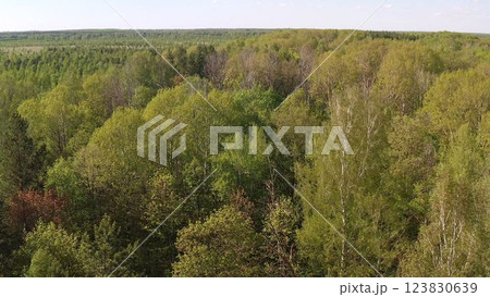Aerial view of spring green forest early in the morning. Flying over green trees forest at sunrise. Morning sun and fog. Summer forest of mixed trees. 123830639