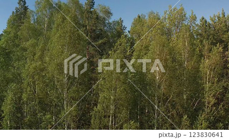 Aerial view of spring green forest early in the morning. Flying over green trees forest at sunrise. Morning sun and fog. Summer forest of mixed trees. Aerial view of spring green forest early in the morning. Flying over green trees forest at sunrise. Morning sun and fog. Summer forest of mixed trees. 123830641