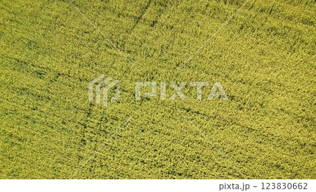 Green canola field creating a stunning texture in springtime aerial view 123830662